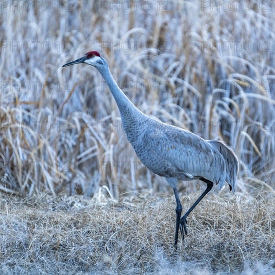 Sandhill crane (Antigone canadensis) in marsh