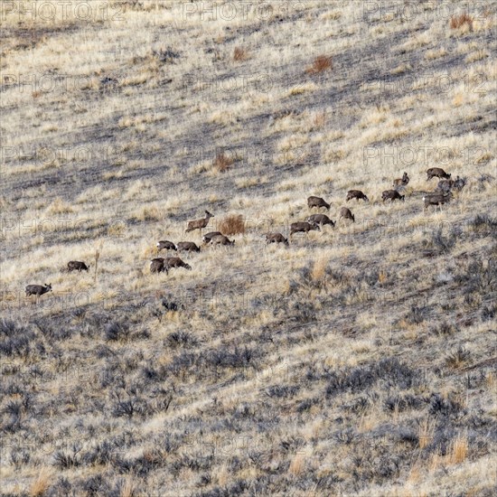 Herd of deer grazing on hillside