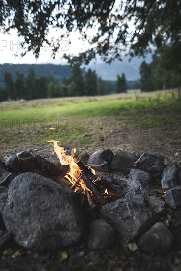 Bonfire under tree