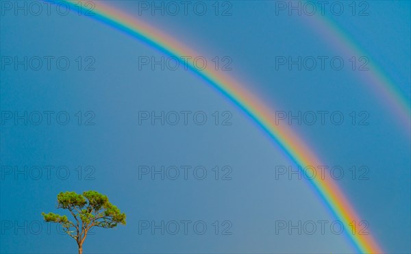 Single tree and double rainbow on blue sky