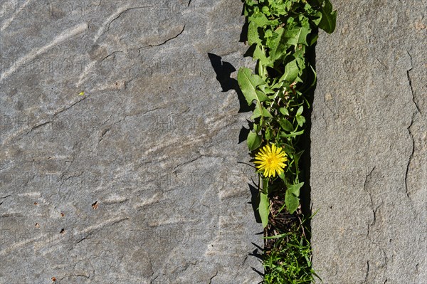 Overhead view of dandelion growing in crack between slate stones