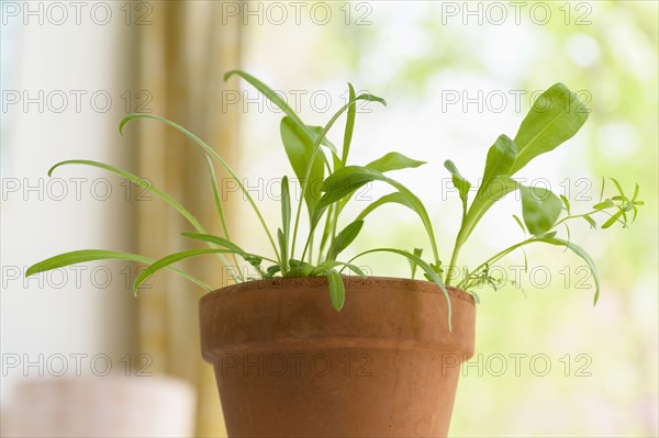 Seedlings growing in terracotta pot