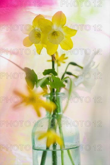 Daffodils in vintage bottle