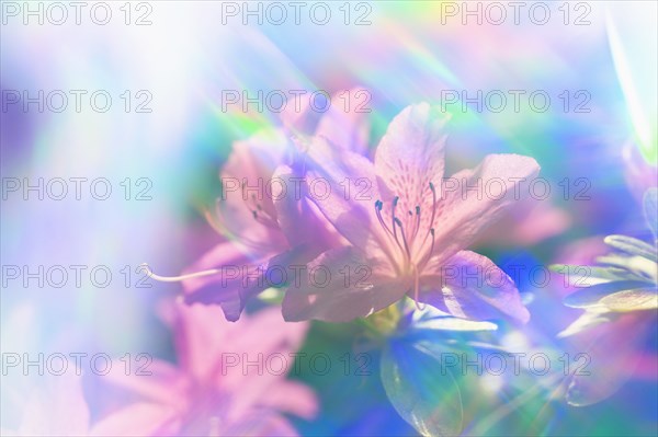 Close-up of azalea flowers in rainbow colored light