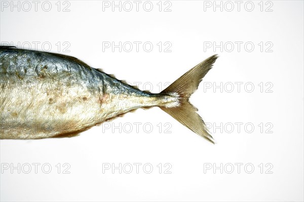 Studio shot of dried fish tail