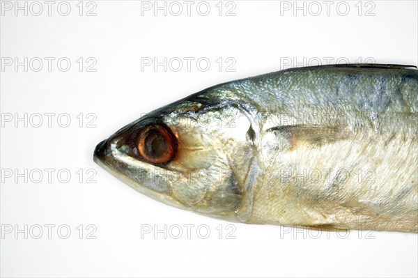 Studio shot of dried fish