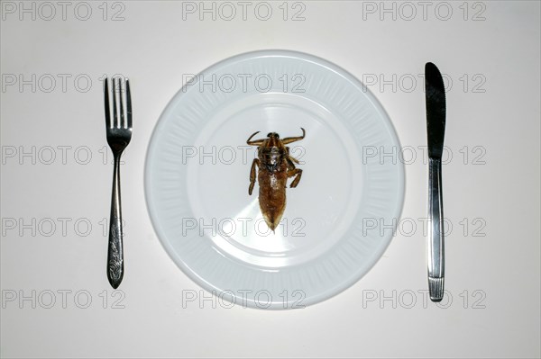 Overhead view of insect in plate for dinner