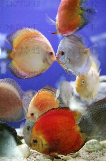 Colorful fishes in fish tank