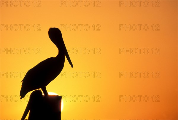 Silhouette of pelican perching on post against orange sky at sunset