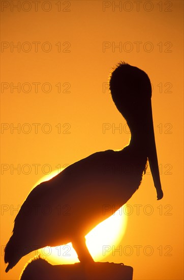 Silhouette of pelican perching on post against orange sky at sunset