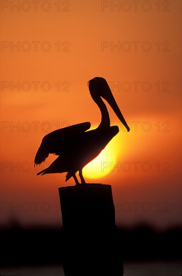 Silhouette of pelican perching on post against orange sky at sunset