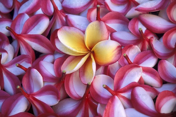 Close-up of frangipani flowers