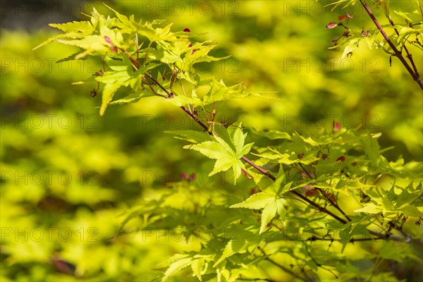 Close-up of Japanese maple (Acer palmatum) blooms in Springtime