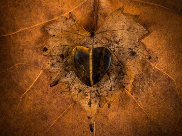Wooden heart on autumn leaf