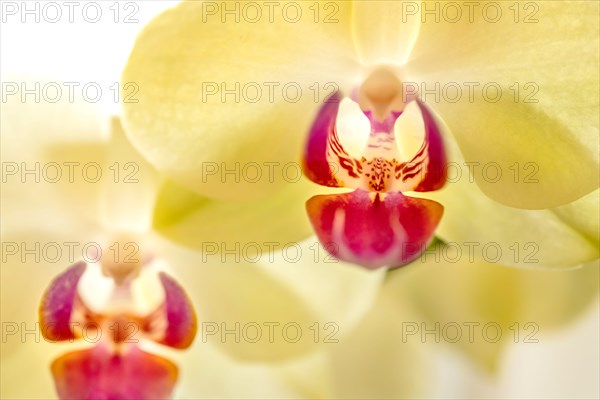 Close-up of orchids