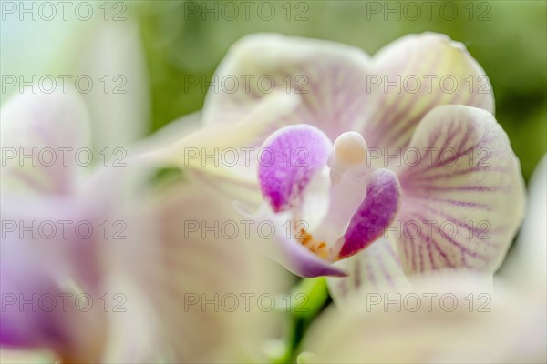 Close-up of orchids