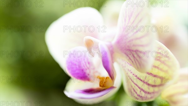 Close-up of orchid