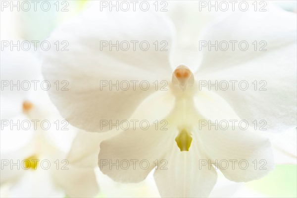 Close-up of orchids