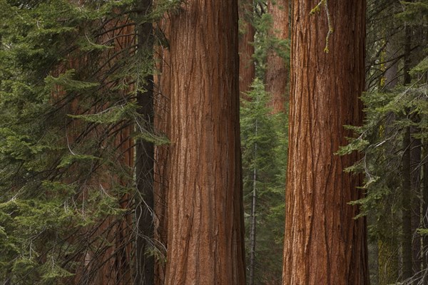 Usa, California, Sequoias in forest