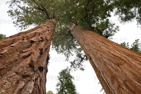 Usa, California, Low angle view of sequoias in forest