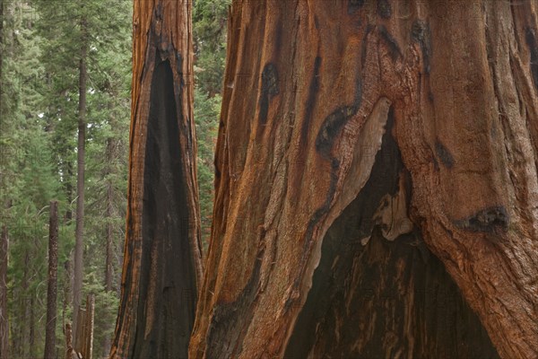 Usa, California, Sequoias in forest