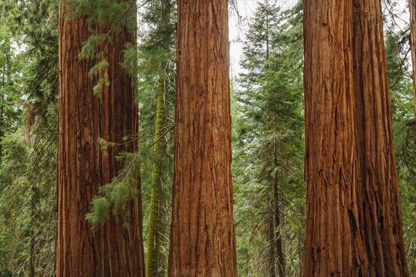 Usa, California, Sequoias in forest