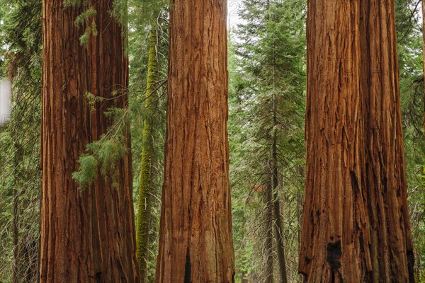 Usa, California, Sequoias in forest