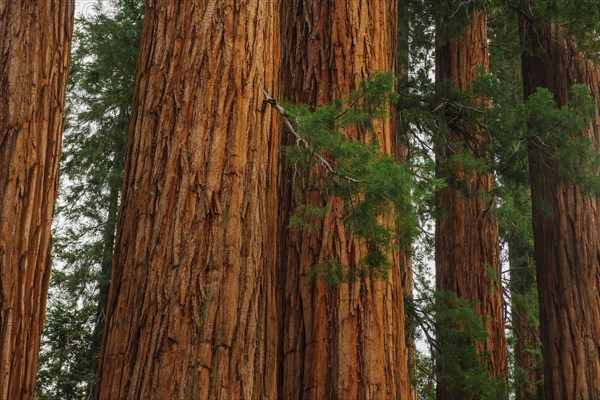 Usa, California, Sequoias in forest