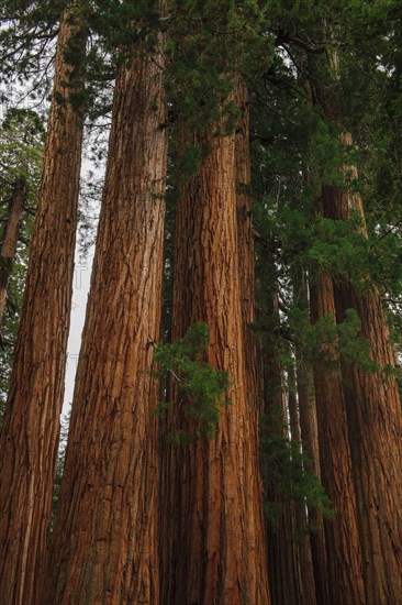 Usa, California, Sequoias in forest