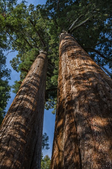 Usa, California, Low angle view of sequoias in forest