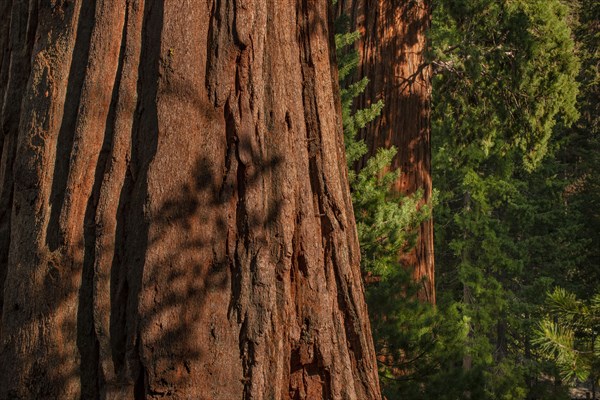 Usa, California, Close-up of sequoia trunks