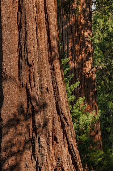 Usa, California, Close-up of sequoia trunks