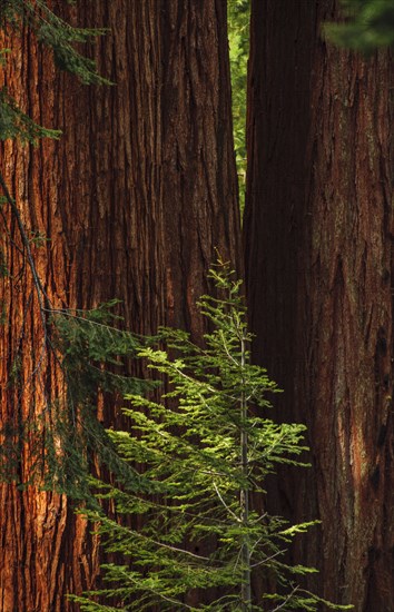 Usa, California, Close-up of sequoia trunks