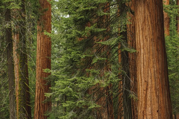 Usa, California, Sequoias in forest