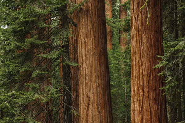 Usa, California, Sequoias in forest