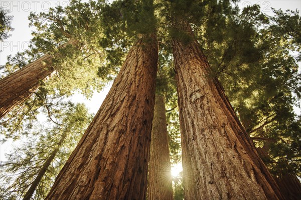 Usa, California, Low angle view of sequoias in forest