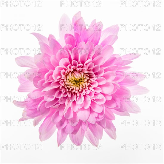 Pink Chrysanthemum on white background