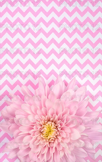 Pink Chrysanthemum on pink and white zigzag background