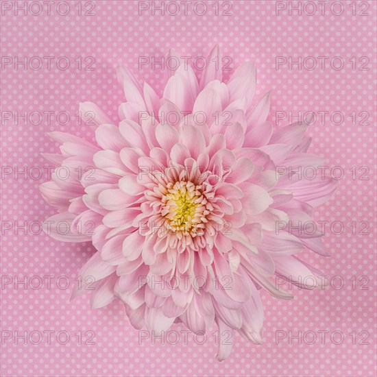 Pink Chrysanthemum on pink background