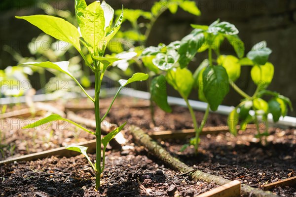 Close-up of seedlings