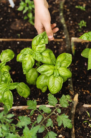 Girl picking basil in garden