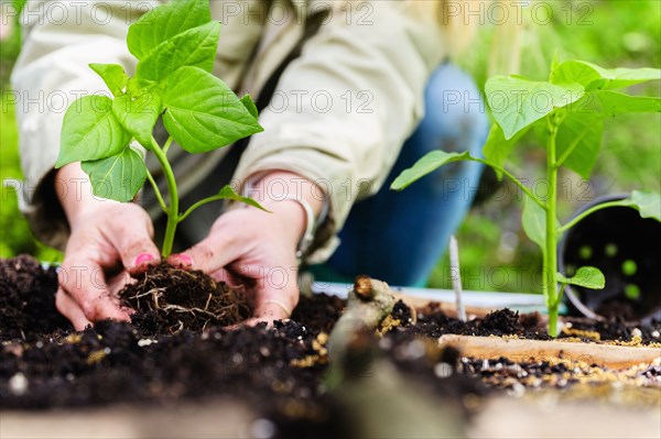 Woman planting seedling