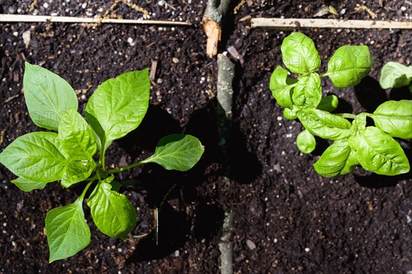 Seedlings in garden