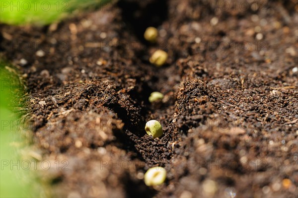 Bean seeds in soil