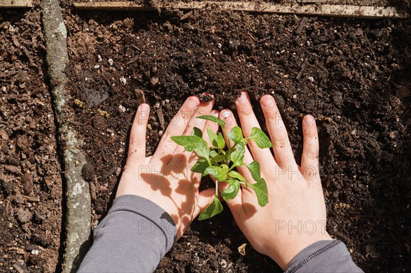 Smiling girl planting seedling