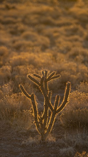 Usa, New Mexico, Santa Fe, El Dorado, Cholla Cactus in backlit in desert landscape at sunset