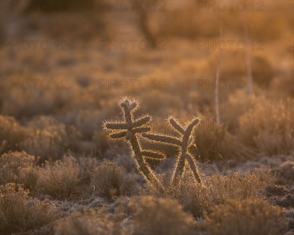 Usa, New Mexico, Santa Fe, El Dorado, Cholla Cactus in backlit in desert landscape at sunset