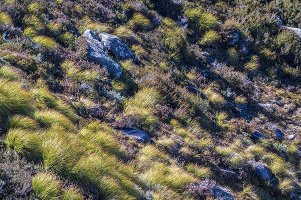 Australia, New South Wales, Rocks and grass in mountains in Kosciuszko National Park