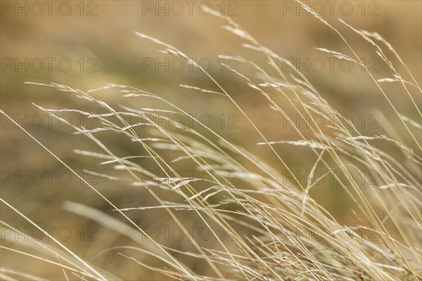 Australia, New South Wales, Close up of mountain grass in Kosciuszko National Park