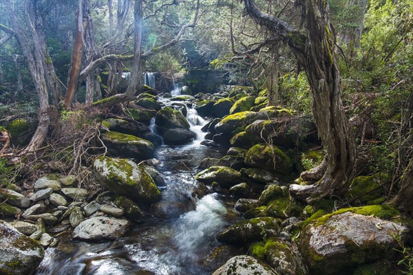 Australia, New South Wales, Creek flowing among rocks in forest at Merritt's Nature Track in Kosciuszko National Park